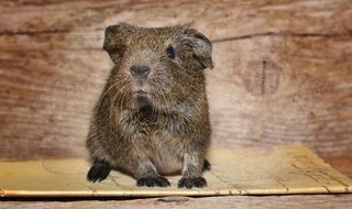 guinea pig belongs to the family of rodents