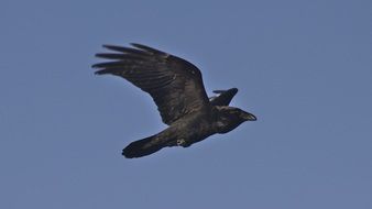 cute lovely Raven Flying