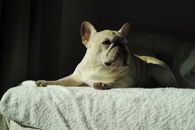 french bulldog lying on the bed