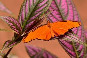 Orange Julia Butterfly with open Wings among red leaves