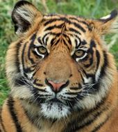 tiger head closeup