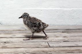 Young Seagull in nature