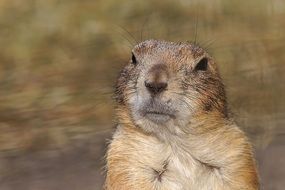 portrait of a prairie dog