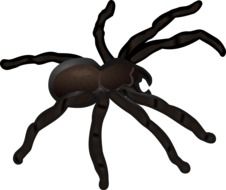 graphic image of a big black spider