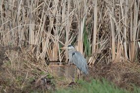 gray heron in the swamp