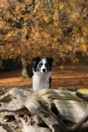 Picture of Australian Shepherd Mini Dog