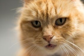 ginger tabby cat