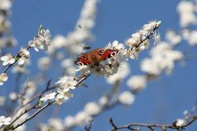 spotted butterfly on a flowering branch