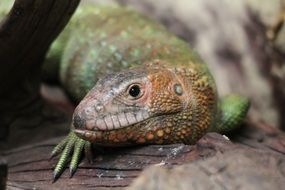 Reptile in the zoo