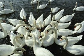 picture of the a lot of the swans in a water