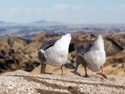 geese over the abyss