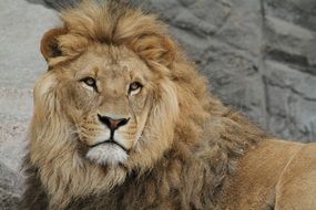 portrait of a serious lion