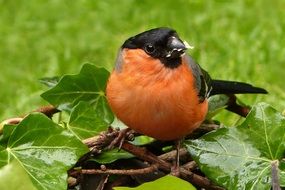 bullfinch on a branch in the garden