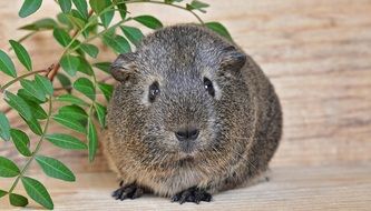 guinea pig sitting near a green plant
