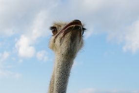 ostrich head against the sky