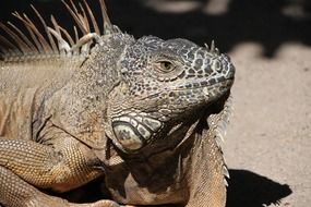 Close-up of iguana with thorns