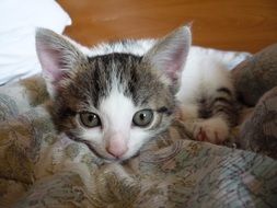 home kitten with a white face