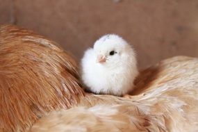 Chick Chicken Chicken Farm