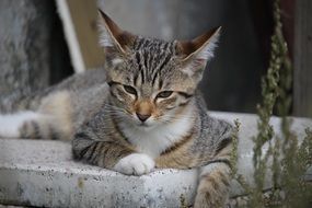 relaxing young tabby cat