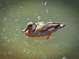 Mandarin duck in water