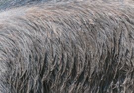 Macro photo of the brown wild pig fur