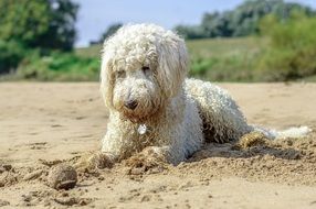 deliciously beautiful Golden Doodle