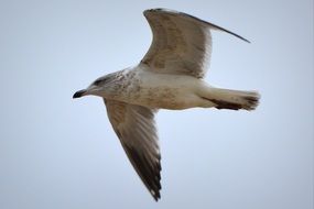 exceptional Seagull Bird Fly