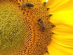 beautiful Sunflower with bee