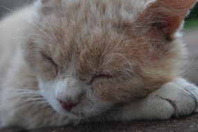 Lying tired cat