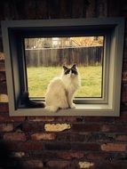 black and white cat on the window