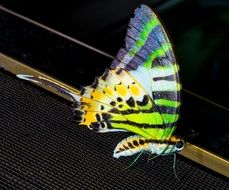 colorful tropical butterfly