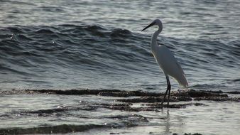 Tall heron is on the beach
