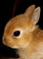 portrait of brown little rabbit