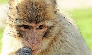 cute barbary ape