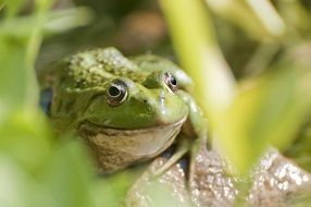 Frog close-up on blurred background
