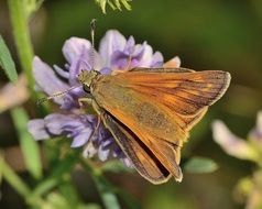 Butterfly on purple flower