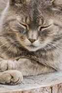 gray domestic cat is resting