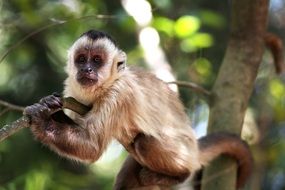monkey on the branch