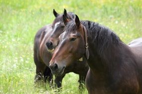 horses among tall green grass