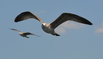 floating two sea gulls on a sky