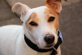 jack russell terrier with black collar