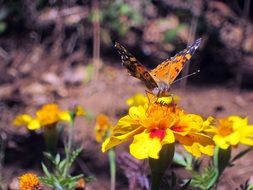 tigerbutterfly on yellow flowers close-up on blurred background