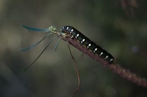 black and white Caterpillar on plant, Macro