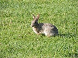 bunny in the meadow