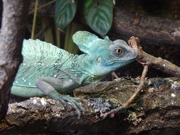 Chameleon in the zoo
