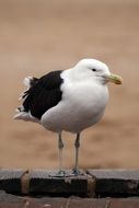 South Africa bird