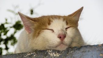 Cat Resting On The Roof