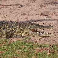 angry toothy green crocodile in the wild