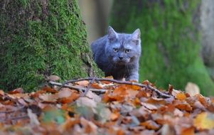 grey young cat walking on fallen foliage