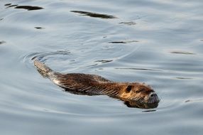 nutria floats on the river